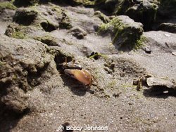 fidler crab on poalem beach goa by Beccy Johnson 